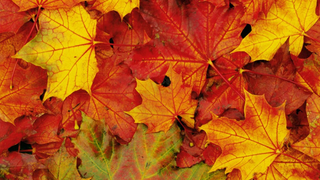 colorful-leaves-widescreen-hd - Karbella Construction